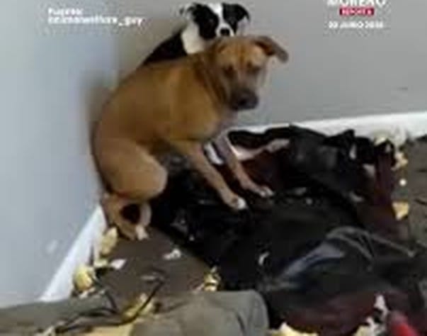 Cão sentado sobre uma cama com colchão e cobertores rasgados, em meio a enchimento espalhado pelo cômodo